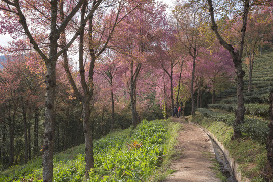 云南大理无量山樱花谷自然风光