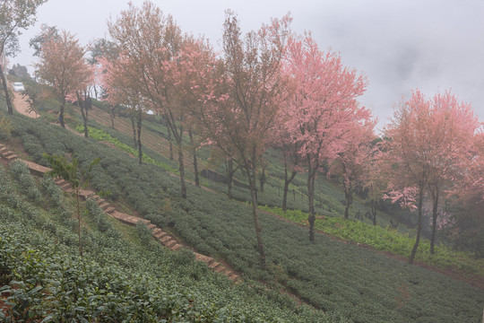 盛开冬樱花与茶山自然风光