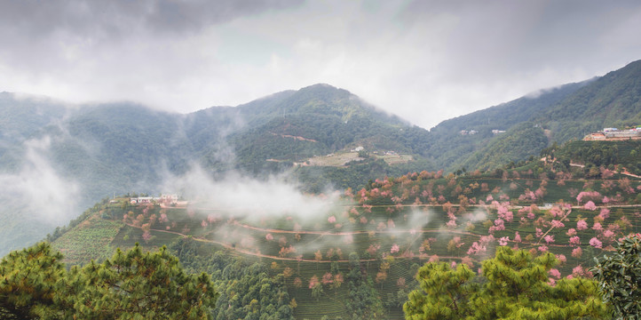 云雾缭绕无量山樱花谷自然风光