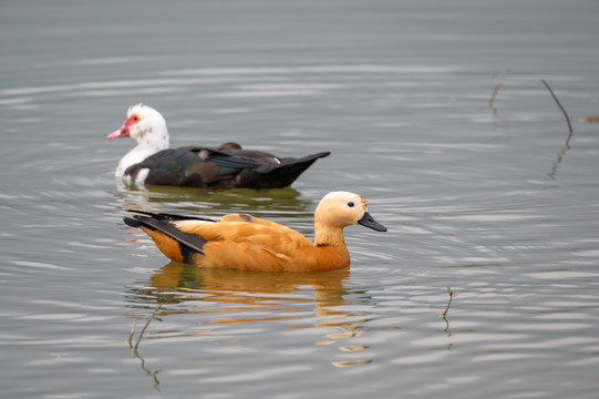 水面的赤麻鸭黄鸭