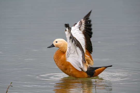水面上的赤麻鸭黄鸭