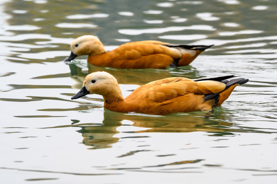 水面上的赤麻鸭黄鸭
