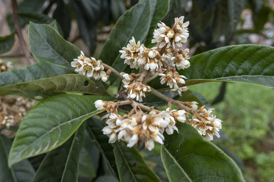 枇杷树开花