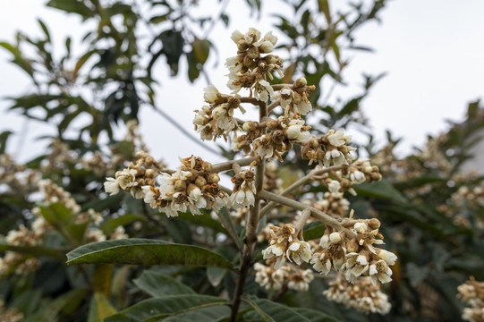 枇杷树开花