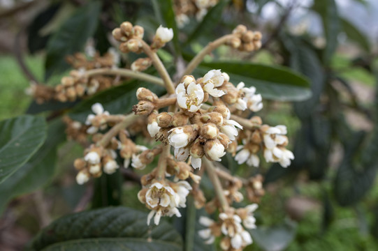 枇杷树开花