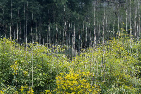 经济植物种植食用方竹林