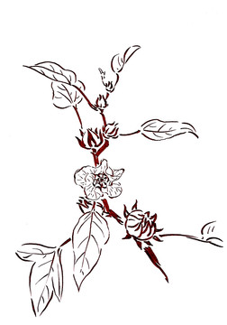 洛神花簡(jiǎn)筆畫(huà)