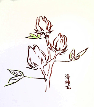 洛神花简笔画