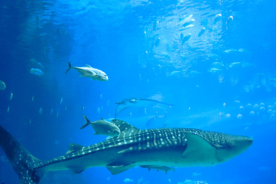 水族箱里的鲨鱼