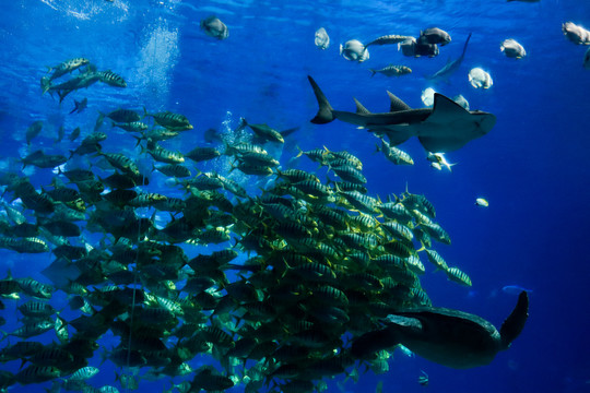 水族馆的鱼群