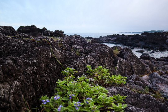 海岸边的小花草