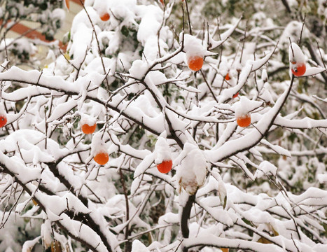 雪中柿子