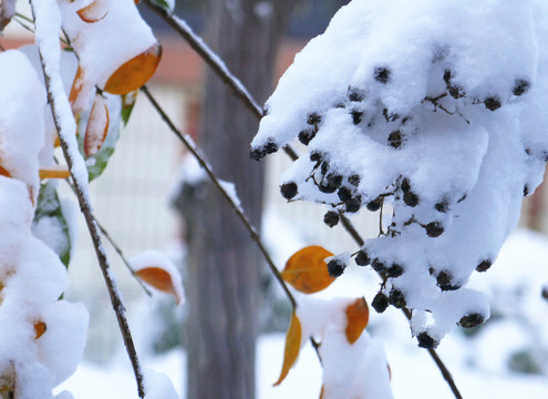 冬天雪景