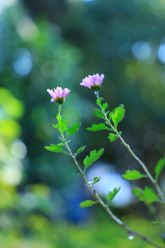 紫色的花