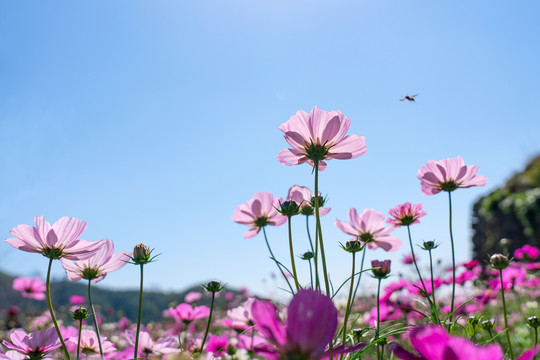 格桑花