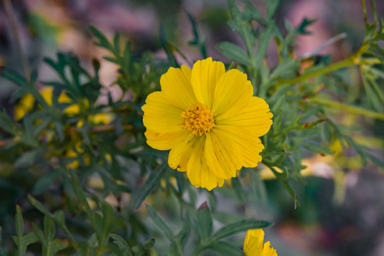 小菊花