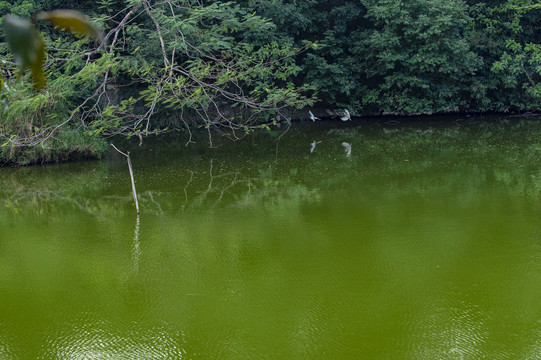 静静的湖水