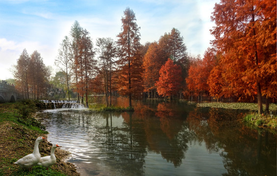 红杉树林风景