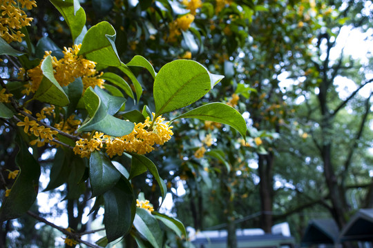 桂花