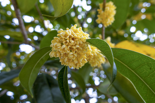 桂花