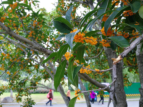 桂花