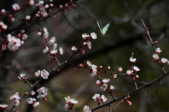 蝶恋花