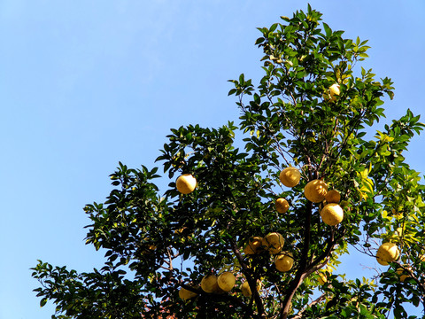 香泡树