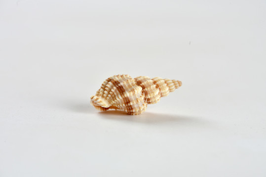 贝壳小海螺