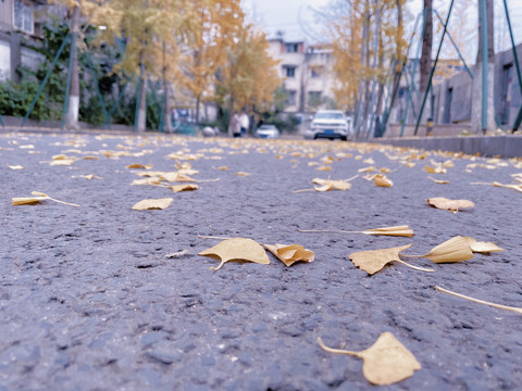 秋季银杏街景