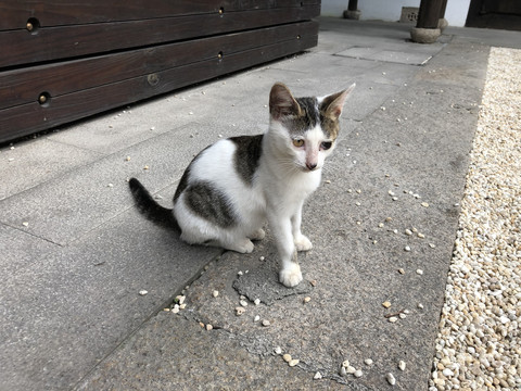 小猫