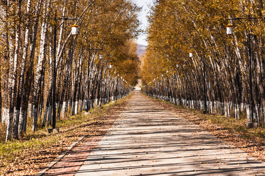 乡村公路树林路灯