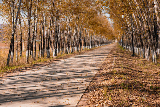 秋季道路两旁金色树林