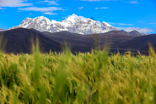 雪山下的青稞地稻田农田小麦