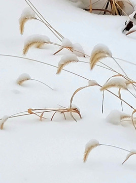 雪地茅草