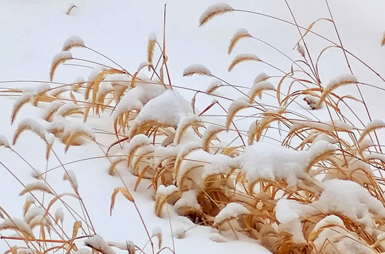 雪地茅草