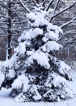 风雪苍松