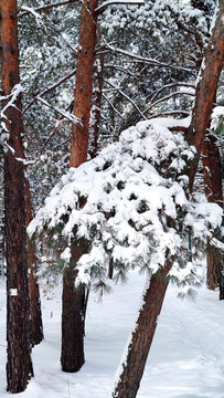 风雪苍松