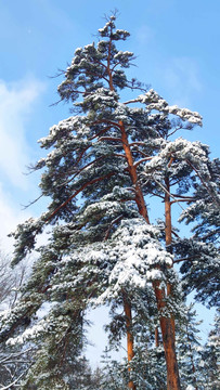 风雪苍松