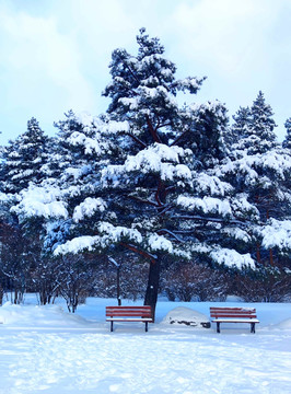 风雪苍松