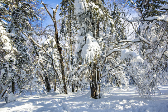 雪景森林