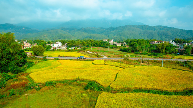 田野