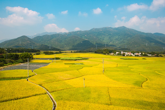 南方稻田