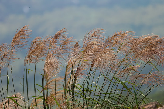 荒野