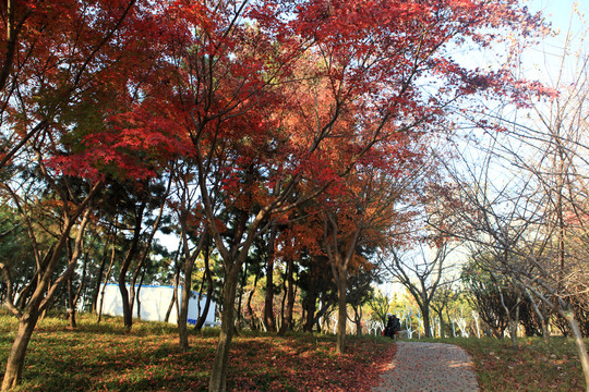 银河公园秋色