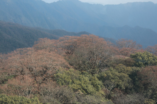 梵净山植被