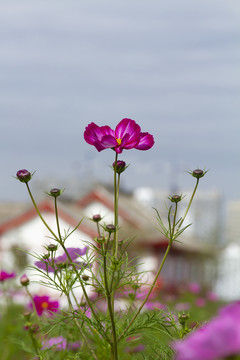 格桑花