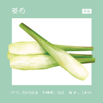 茭白插畫