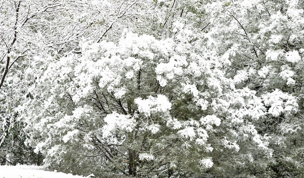 河北省石家庄裕华区绿洲公园雪景