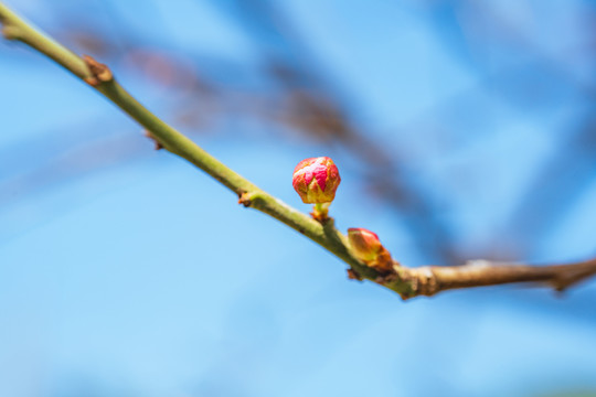 梅园梅花