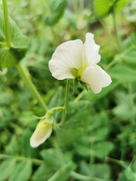 豌豆花